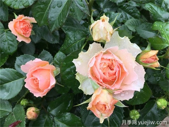 不帶香味的星王微月月季，喜歡清淡的花友必看(圖2)
