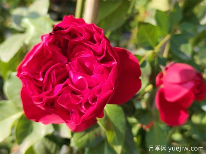紅色龍沙寶石，花期長(cháng)，耐熱又抗病(圖1)