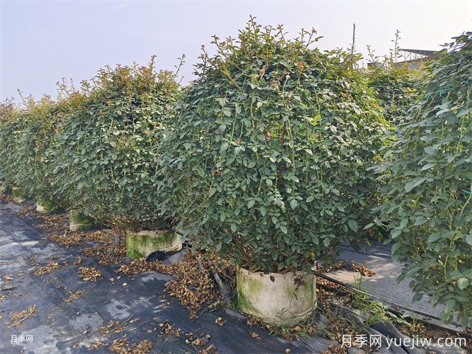 1米造型月季花球精品苗價(jià)格(圖1)