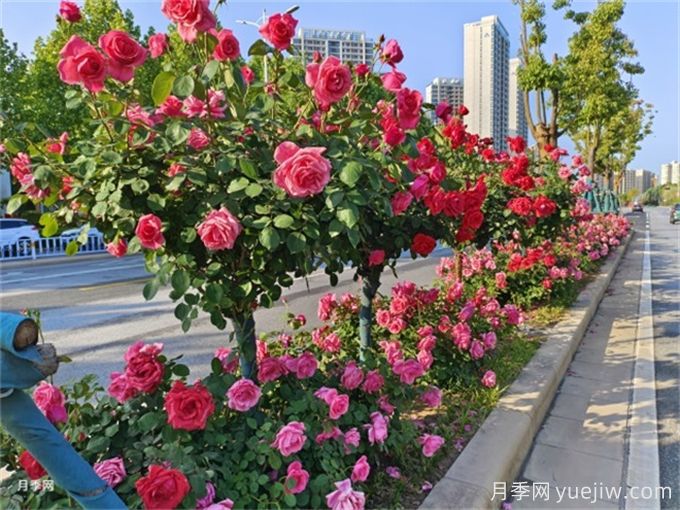王智慧聽(tīng)取南陽(yáng)市月季種植三年計劃情況匯報(圖1)