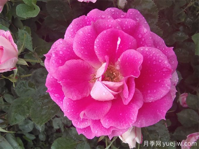 月季網(wǎng)：月季常見(jiàn)病蟲(chóng)害的防治藥品(圖1)