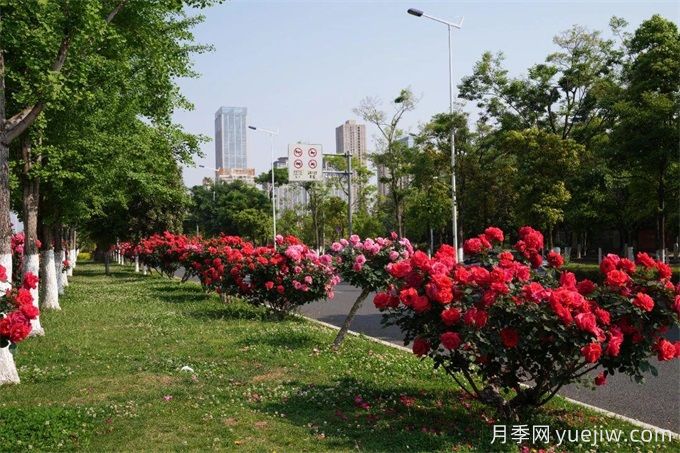 昆明市呈貢區2500余株樹(shù)狀月季齊綻放，街頭處處是風(fēng)景(圖1)