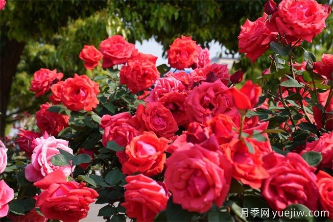 昆明市呈貢區2500余株樹(shù)狀月季齊綻放，街頭處處是風(fēng)景(圖2)
