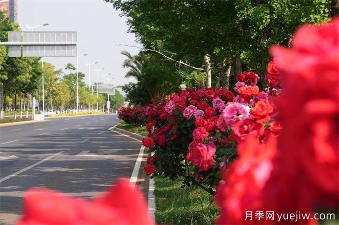 昆明市呈貢區2500余株樹(shù)狀月季齊綻放，街頭處處是風(fēng)景(圖3)