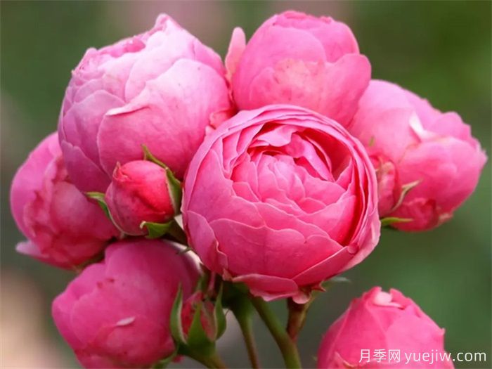 月季花苞打不開(kāi)萎縮是什么原因？(圖1)