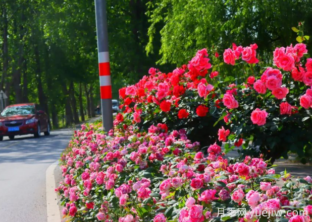 宜昌市董市鎮，月季綻放月季小鎮(圖1)