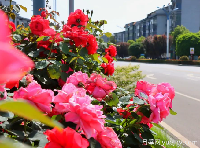 宜昌市董市鎮，月季綻放月季小鎮(圖2)