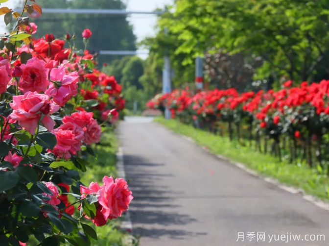 宜昌市董市鎮，月季綻放月季小鎮(圖3)