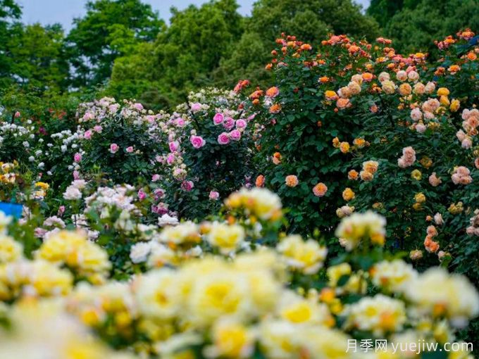 創(chuàng  )建世界月季名園，寧波植物園月季花海驚艷綻放(圖2)