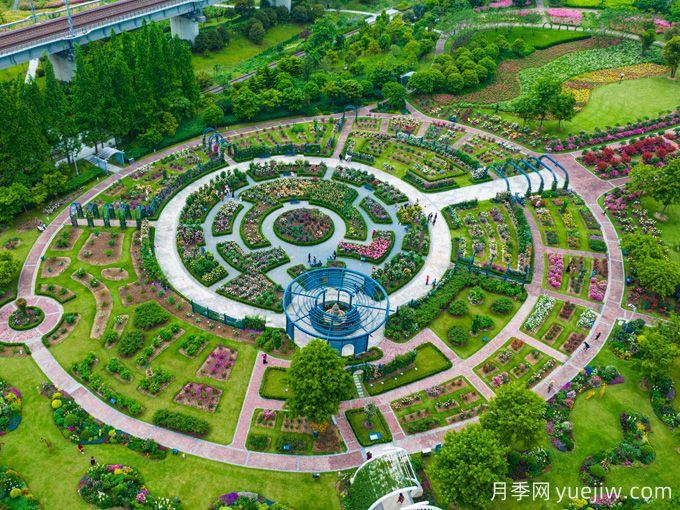 創(chuàng  )建世界月季名園，寧波植物園月季花海驚艷綻放(圖3)