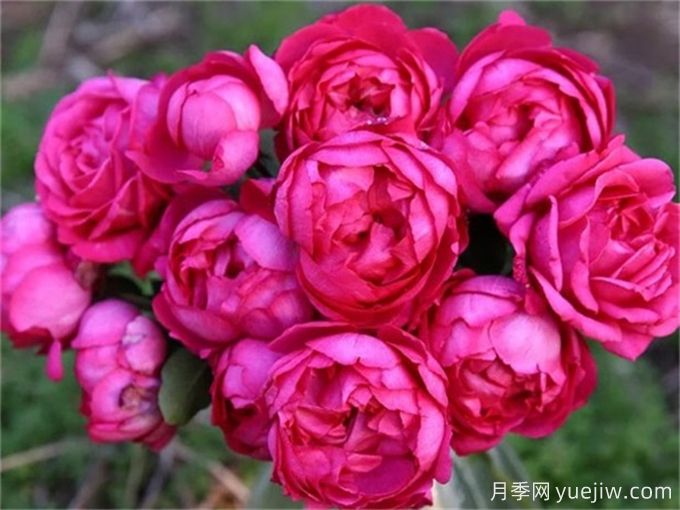 胭脂香水月季?，又美又香的月季推薦(圖1)