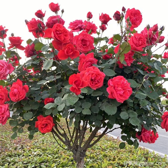 如何選擇適合干道綠化帶的植物？推薦適合品種(圖1)