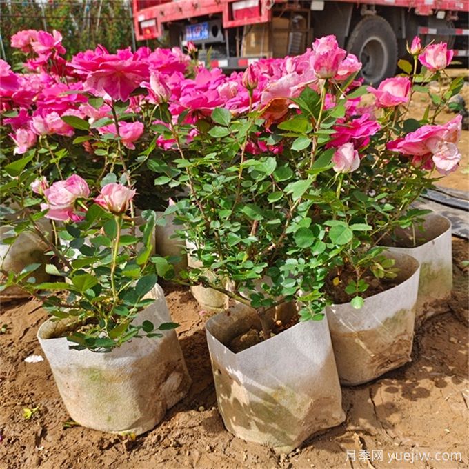 如何選擇適合干道綠化帶的植物？推薦適合品種(圖2)