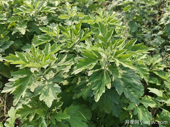 南陽(yáng)臥龍區：月季和艾草，一花一草培育出百億大產(chǎn)業(yè)(圖1)