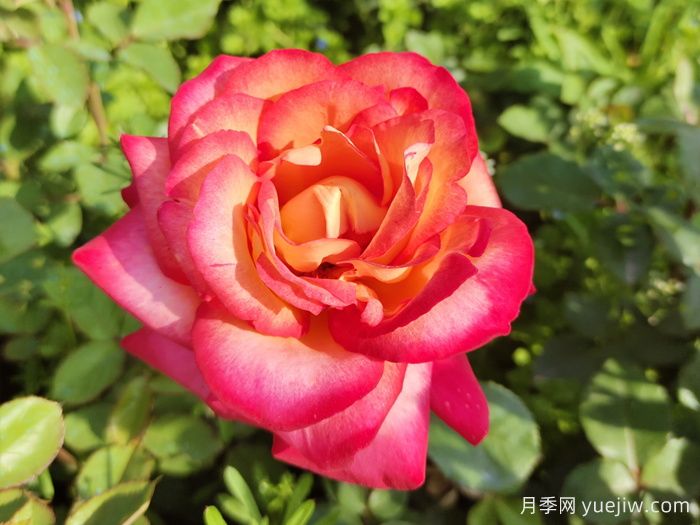 暢游南陽(yáng)，認識名品大花月季(圖3)