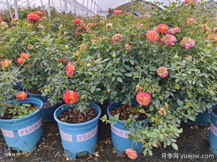 冬天要把月季花的葉子全部剪掉嗎？(圖1)
