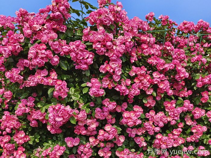 月季花開(kāi)艷滿(mǎn)城，淮安匠心打響市花月季品牌(圖2)
