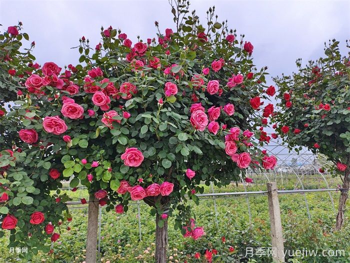 月季花開(kāi)艷滿(mǎn)城，淮安匠心打響市花月季品牌(圖3)