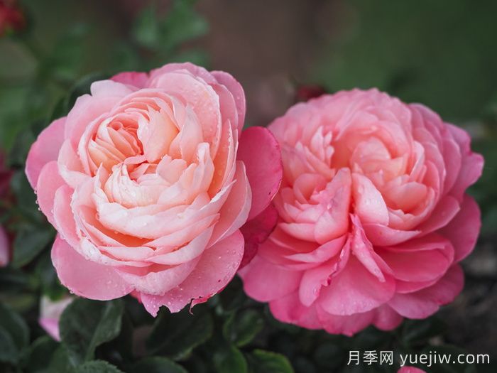彩筆浪漫月季，浪漫多色的大花藤本月季(圖2)