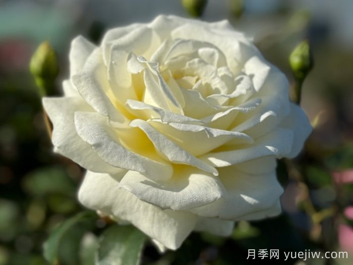 月季推薦，銀婚慶典月季(圖1)