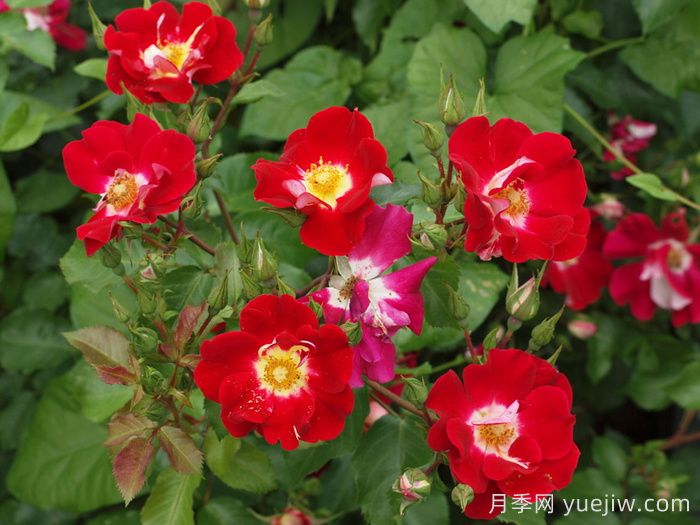 秀美音樂(lè )月季/紅葉月季(圖2)