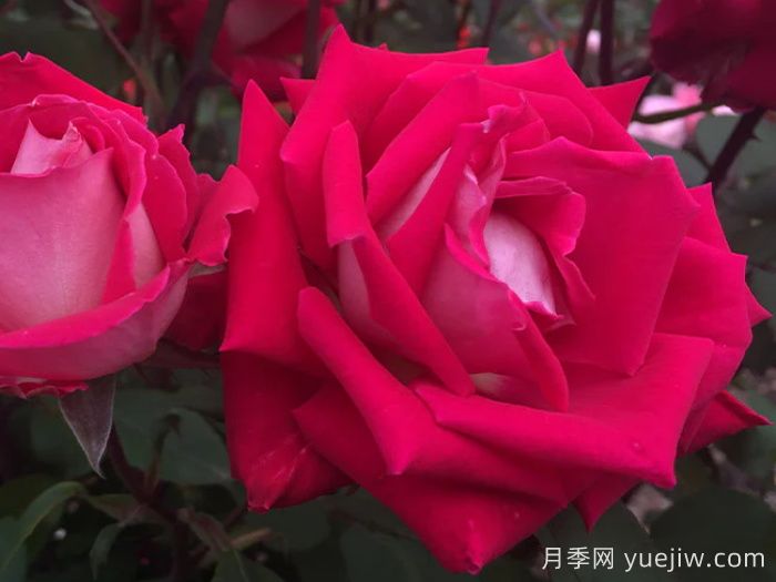 愛(ài)月季(圖2)