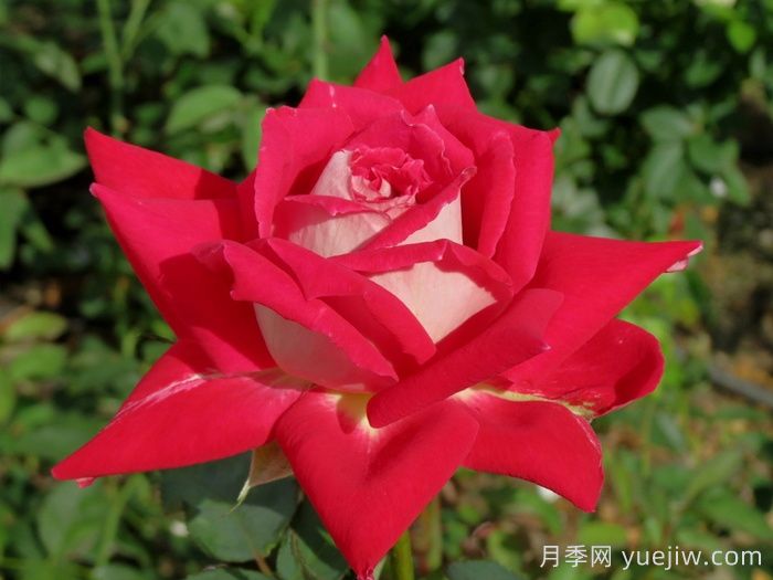 愛(ài)月季(圖4)