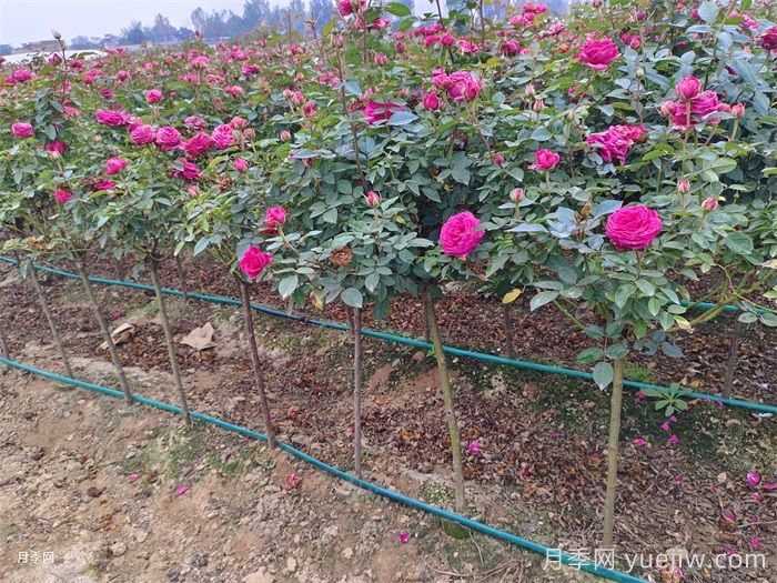 匯總558種常見(jiàn)園林植物，趕快收藏(圖2)