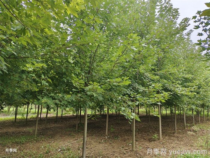 匯總558種常見(jiàn)園林植物，趕快收藏(圖3)