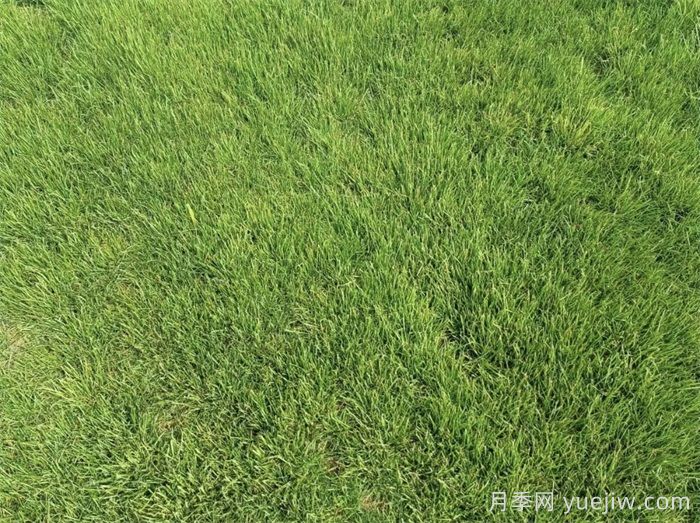 匯總558種常見(jiàn)園林植物，趕快收藏(圖4)