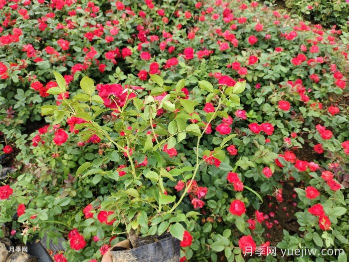 北京紅月季(圖6)