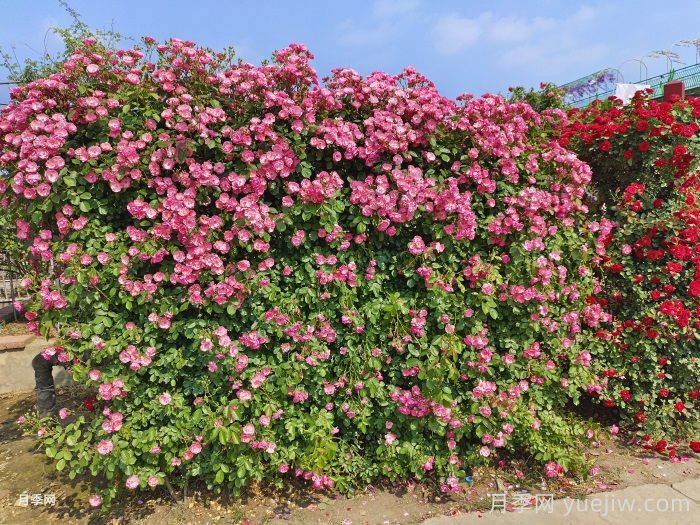十個(gè)田園景觀(guān)設計理念，回歸美好田園庭院生活(圖1)