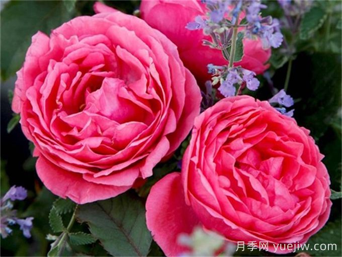 ADR月季推薦，花園公主瑪麗何塞月季(圖1)