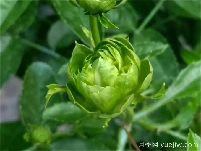 綠色月季推薦，結綠珍月季(圖1)