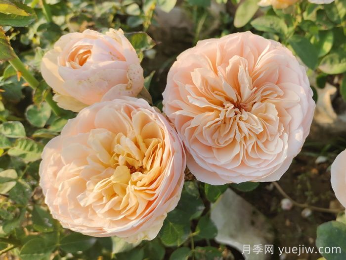 十大耐陰爬藤月季品種有哪些？(圖3)