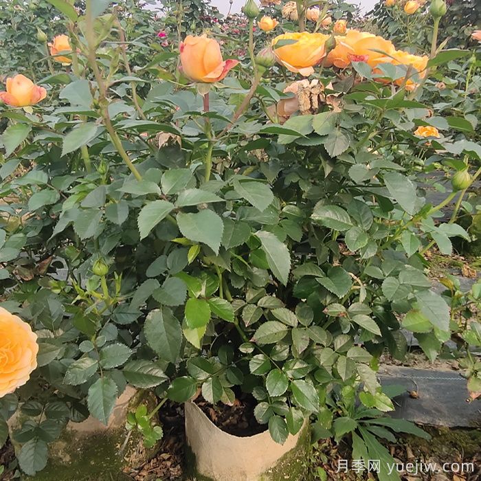 月季瘦弱徒長(cháng)沒(méi)分枝怎么辦？強壯枝條開(kāi)花多的養護辦法(圖2)
