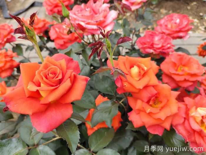 月季真的是藥罐子嗎？如何不噴藥養好月季？(圖1)
