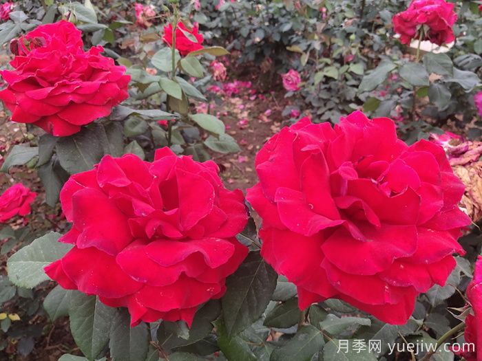 月季真的是藥罐子嗎？如何不噴藥養好月季？(圖3)