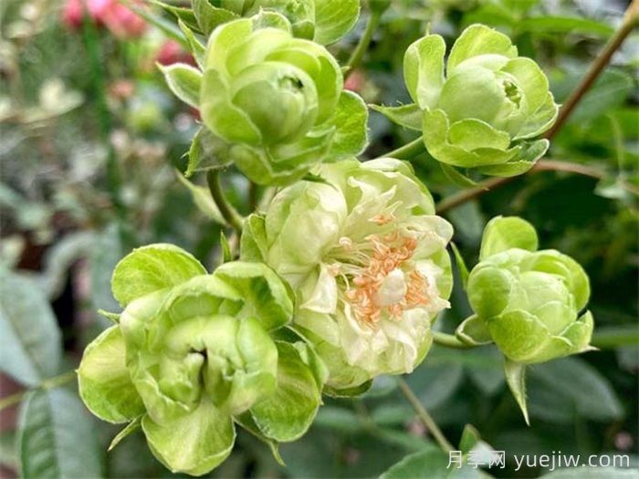 閃電月季，超級勤花的綠花微月(圖1)