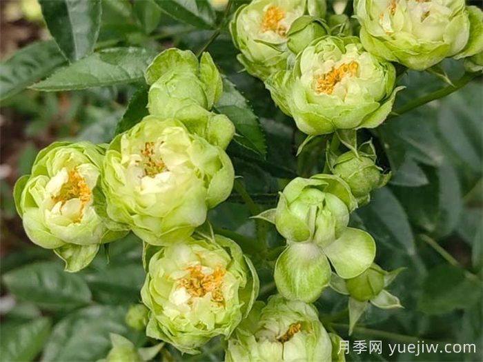 閃電月季，超級勤花的綠花微月(圖2)