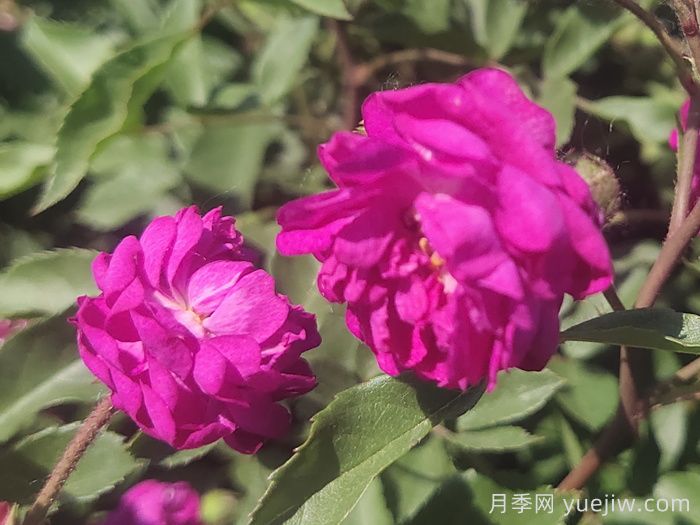 月季推薦，葡萄園之歌月季(圖1)