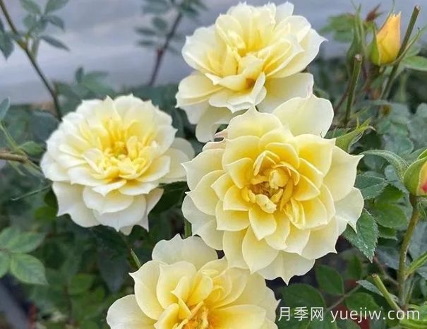 超微月季推薦，黃金姬月季(圖1)