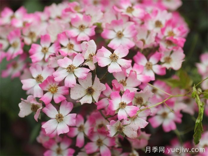 微月月季推薦，遮陽(yáng)傘月季(圖1)