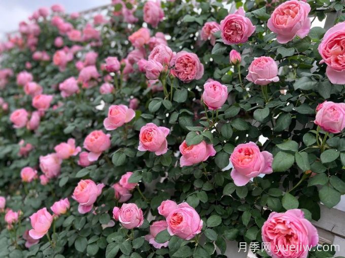 37個(gè)法國戴爾巴德月季品種推薦(圖4)