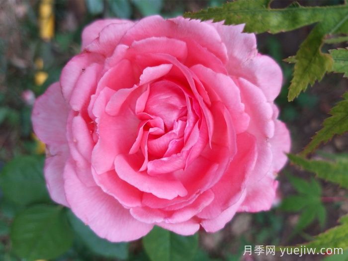 37個(gè)法國戴爾巴德月季品種推薦(圖7)