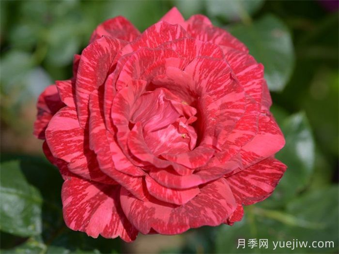 37個(gè)法國戴爾巴德月季品種推薦(圖8)