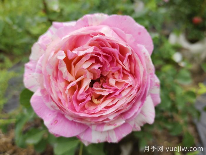 37個(gè)法國戴爾巴德月季品種推薦(圖9)