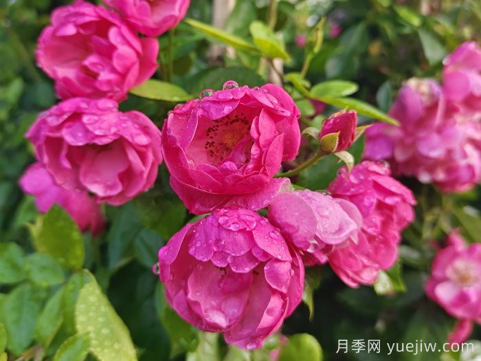 月季文化：花中皇后，愛(ài)的使者(圖1)