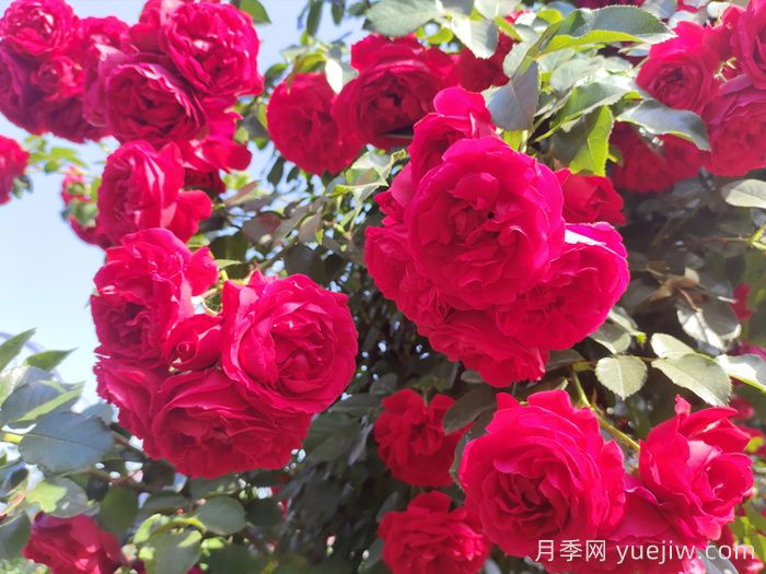 月季文化：花中皇后，愛(ài)的使者(圖2)