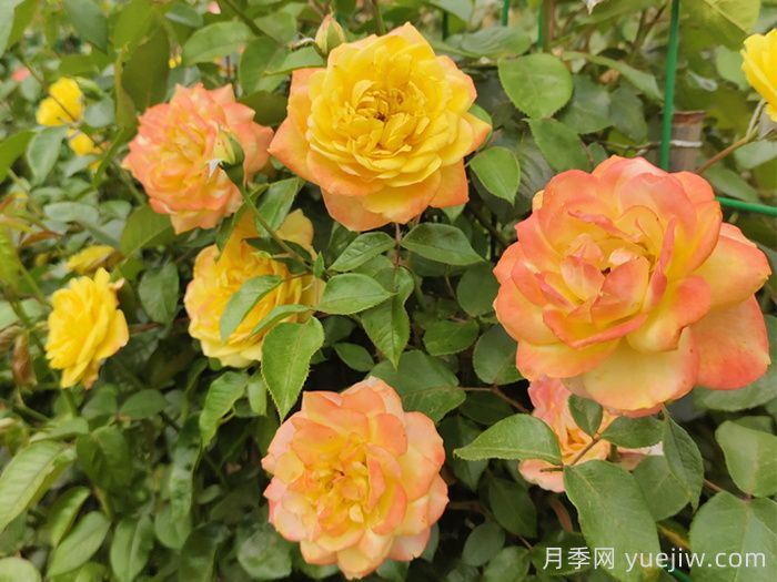 月季文化：花中皇后，愛(ài)的使者(圖4)